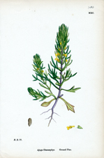 Ground Pine