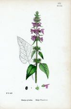 Hedge Woundwort