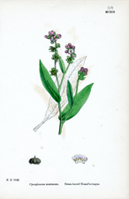 Green-leaved Hound's-tongue