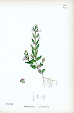 Lesser Scull-cap
