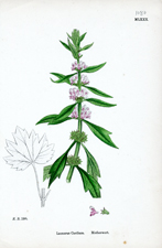 Motherwort