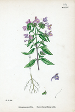 Narrow-leaved Hemp-nettle