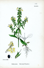 Pale Annual Woundwort