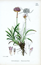 Plantain-leaved Thrift
