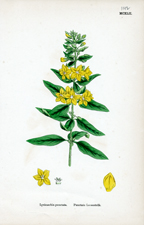 Punctate Loosestrife