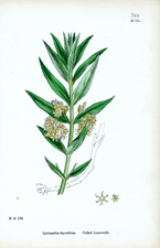 Tufted Loosestrife
