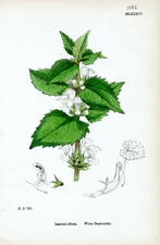 White Dead-nettle