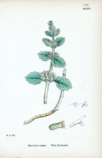 White Horehound