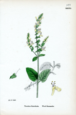 Wood Germander