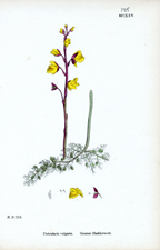 Greater Bladderwort