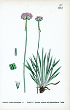 Hybrid (?) between common and plantain-leaved Thrifts