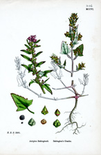 Babington's Orache