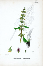Broad-leaved Dock