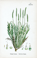 Buck's-horn Plantain