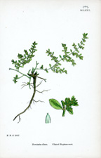 Ciliated Rapture-wort