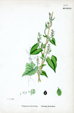 Climbing Buckwheat