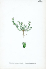 Common Knawel
