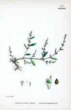 Common Knot-grass