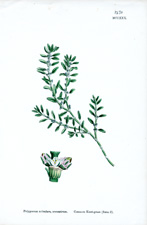 Common Knot-grass