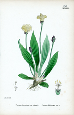 Common Rib-grass