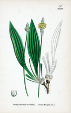 Common Rib-grass