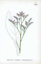 Great Sea-lavender