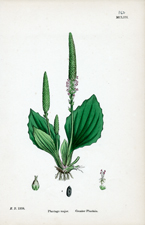Greater Plantain