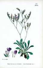 Lesser Sea-lavender