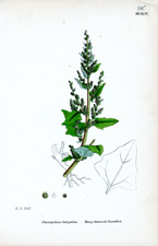 Many-clustered Goosefoot