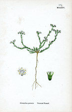 Perennial Knawel