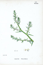 Prickly Saltwort