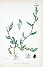 Ray's Knot-grass