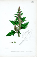 Red Goosefoot