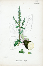 Sea Beet