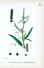 Grass-leaved Sea Orache