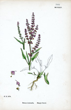 Sheep's Sorrel