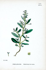 Stalked-fruited Sea Orache