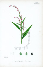 Water Pepper