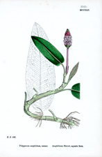 Amphibious Bistort, aquatic form