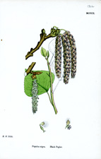 Black Poplar