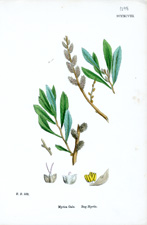 Bog-Myrtle