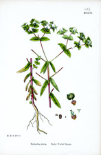 Bushy Warted Spurge