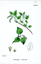 Common Birch