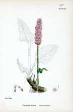 Common Bistort