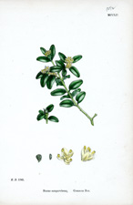 Common Box