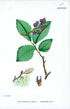 Common Elm