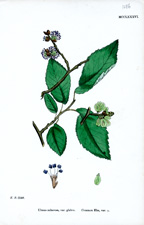 Common Elm