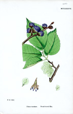 Broad-leaved Elm