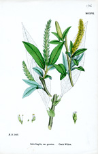 Crack Willow