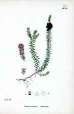 Crow-berry